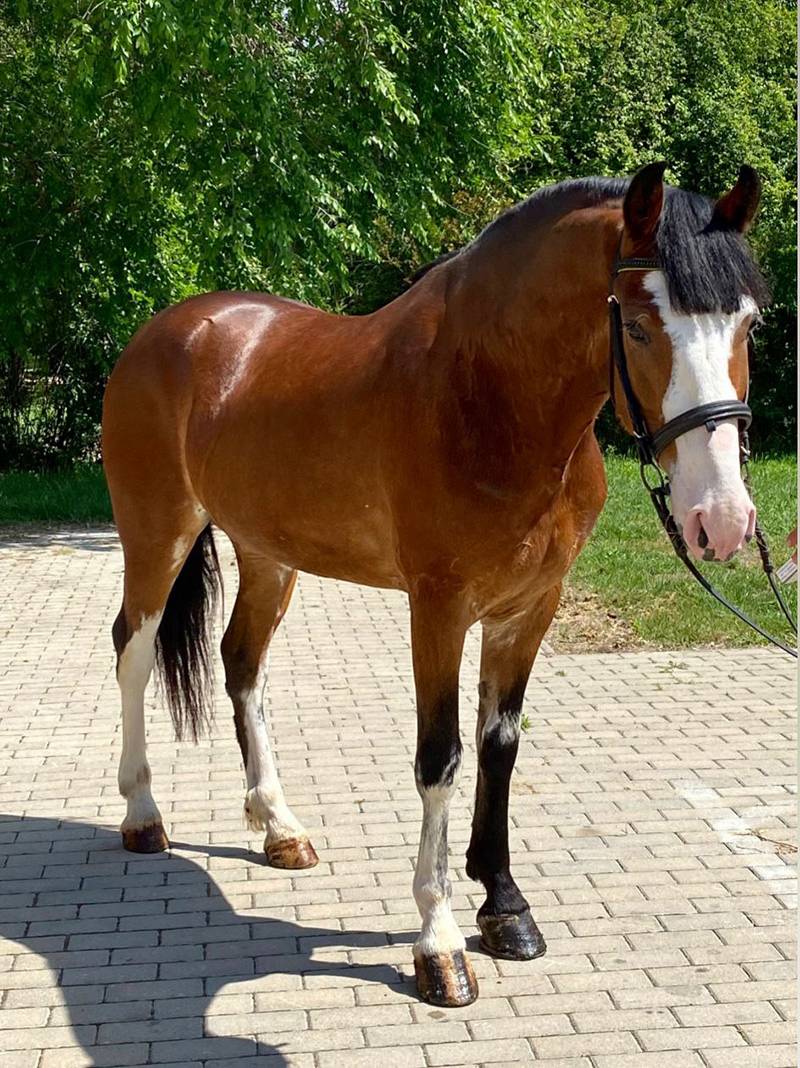 ./sportpony/20240628pony3_1720278232.jpg